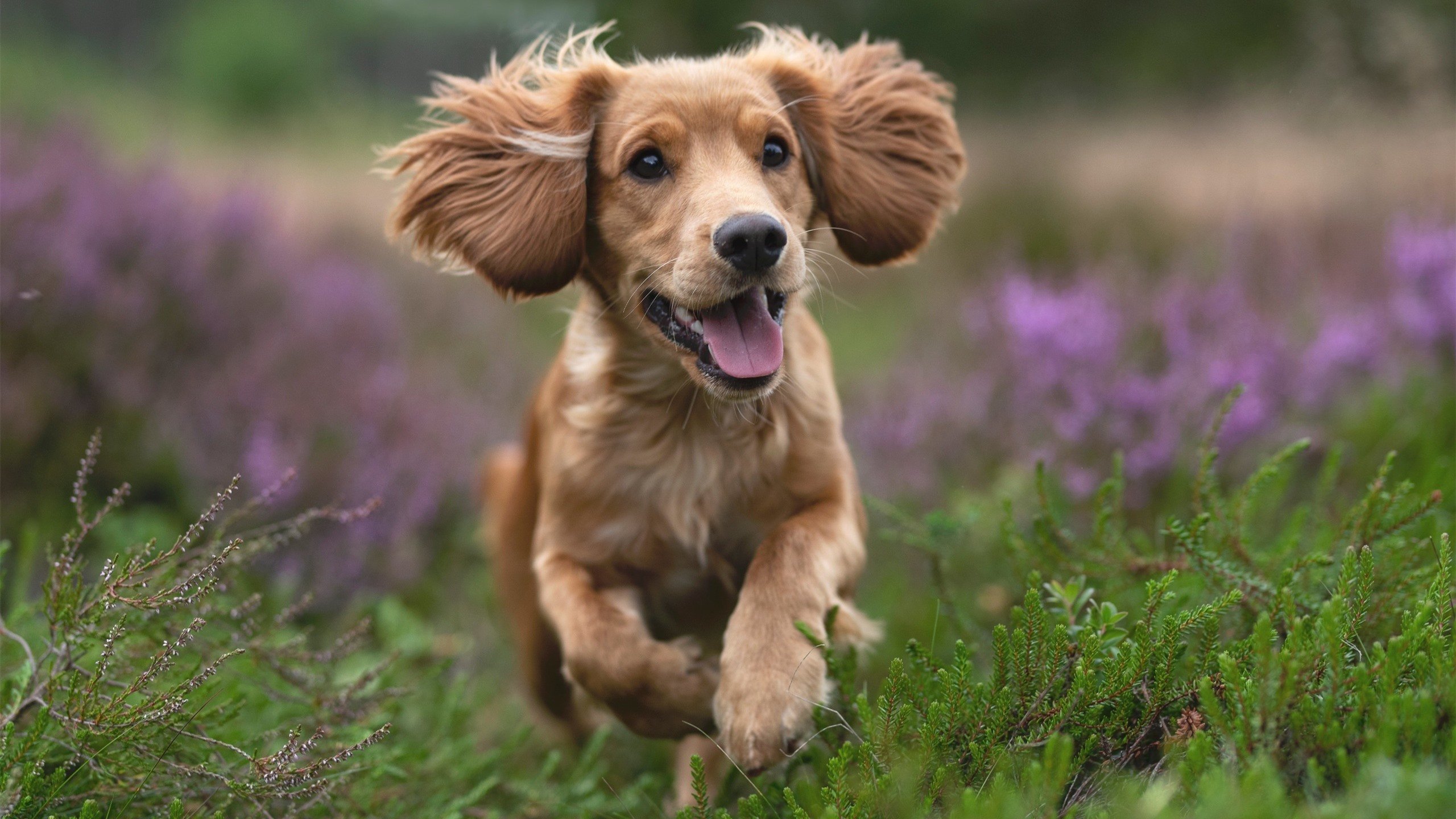 终结旧时代，ATP总决赛何以完胜戴维斯杯，梅德韦杰夫又刷新何种纪录？