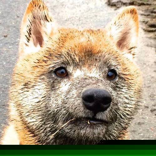 那场未曾发生的胜利,当范弗利特的热血遇上青岛队的山海魂