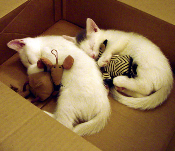 北欧神话！苏亚雷斯加时一锤定音，挪威绝境逢生力克新西兰