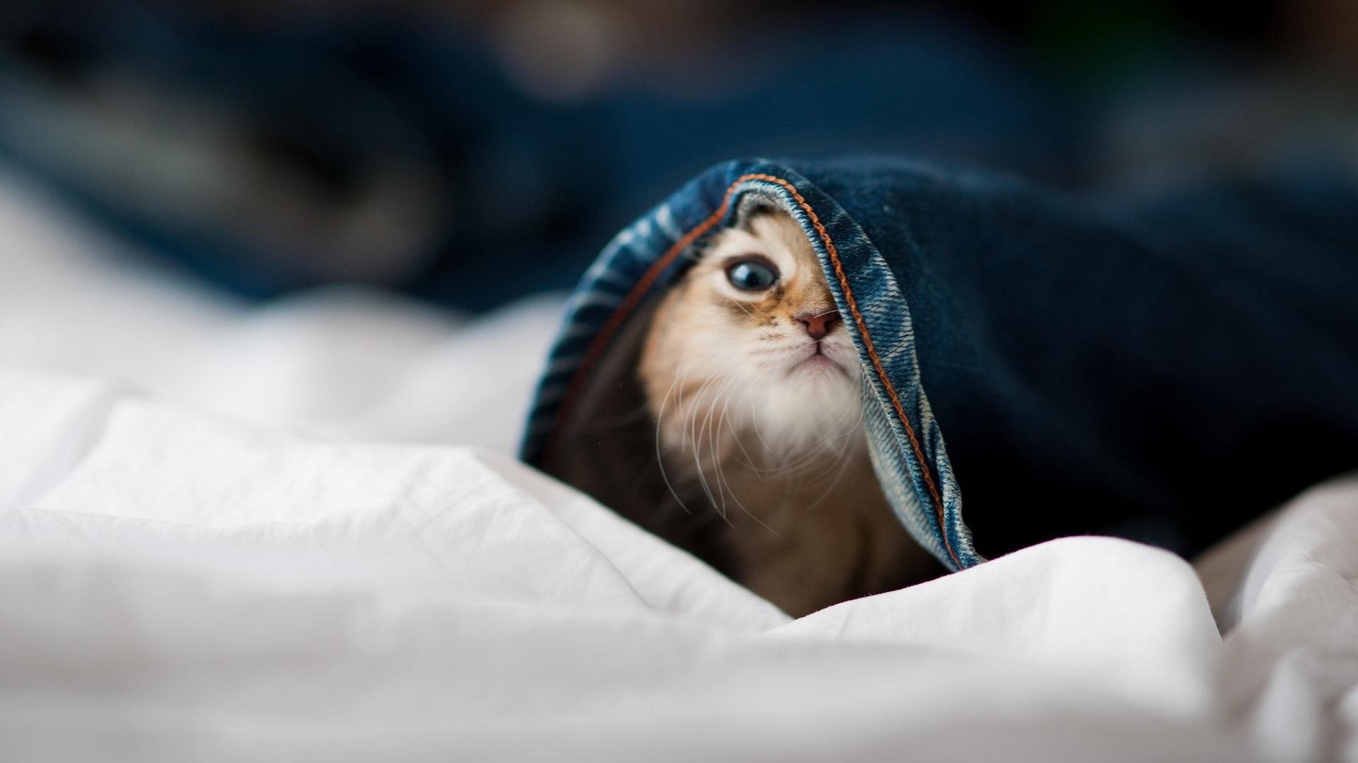 跨越时空的碰撞，当NBA黑八奇迹遇上爱尔兰的欧战史诗