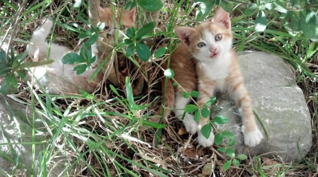 开云体育-撕裂黄昏，西决生死战，文班亚马如何撕碎质疑迎来生涯之夜