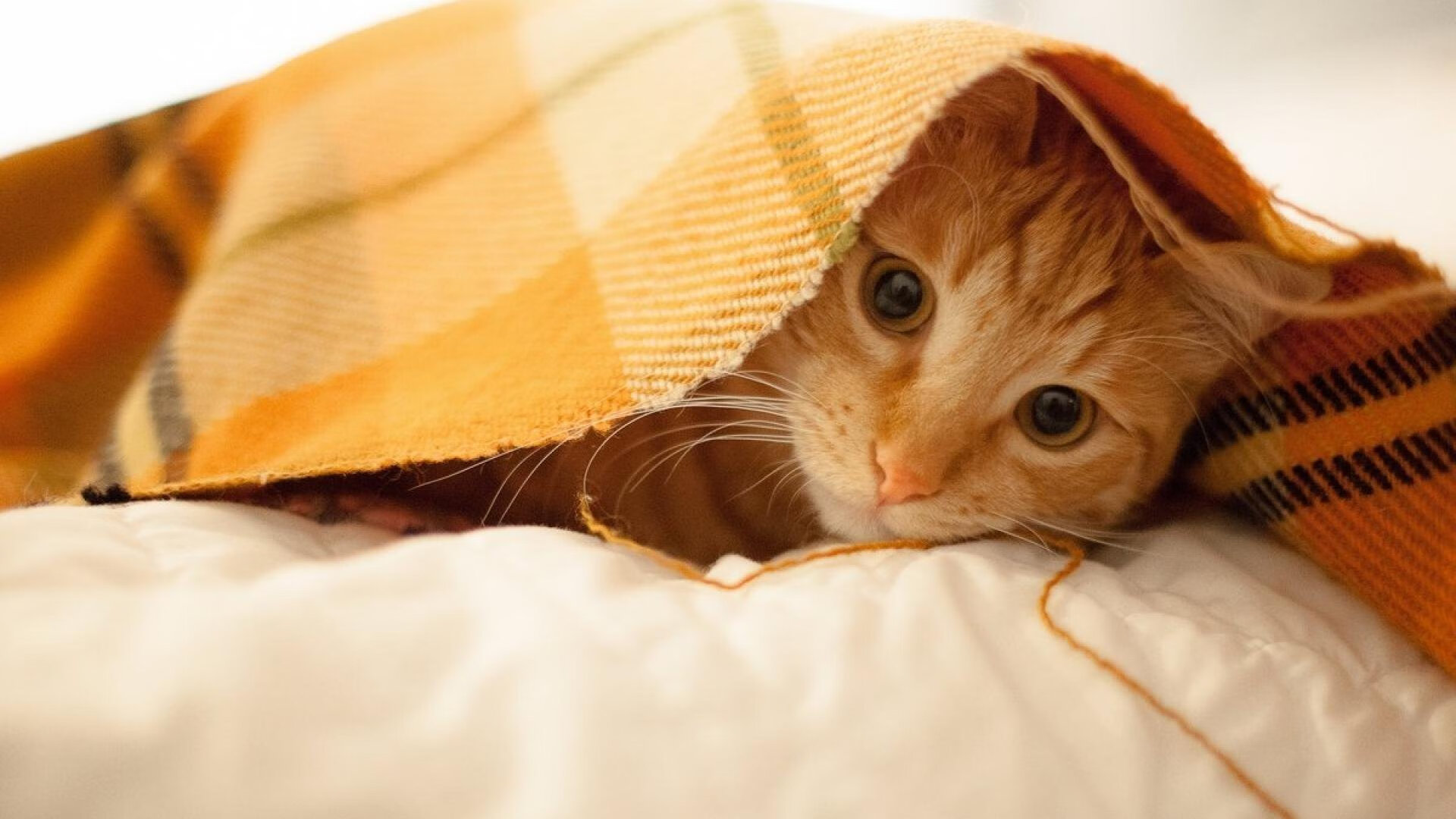 单节26+15!浓眉这一夜,让整个系列赛提前下班