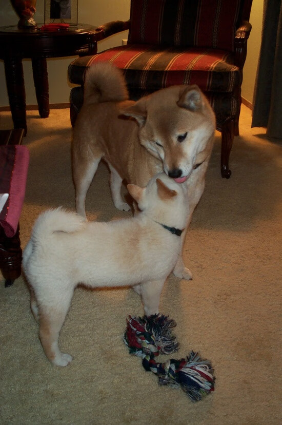 弹道学角度与艺术家的手,克莱·汤普森如何用一回合定义鹈鹕与马刺的整场鏖战