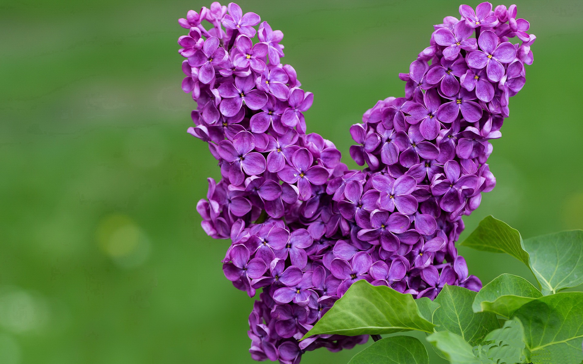 欧冠之盾，于无声处听惊雷—库尔图瓦的六百分钟不破金身