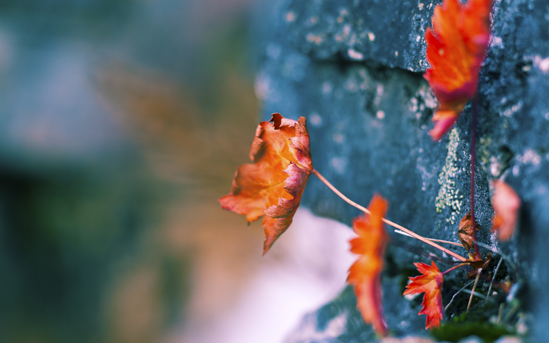 探照灯下的孤狼，意甲焦点战夜，唯一的大场面先生