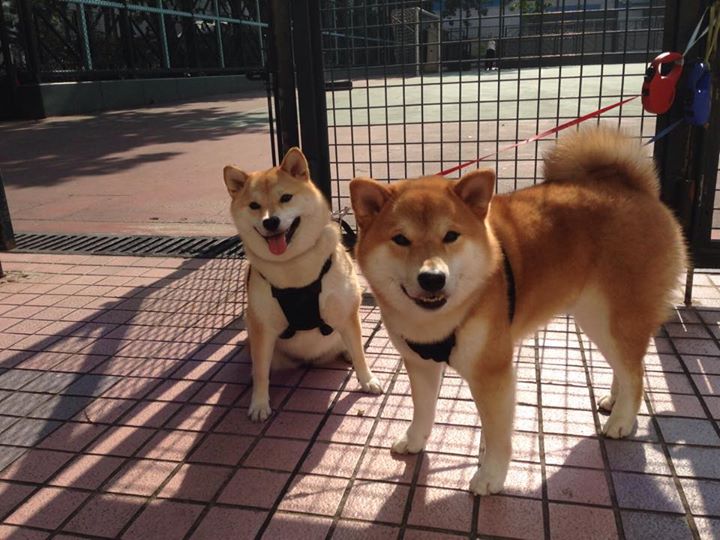 绿茵烽火与篮下硝烟，跨越时空的竞技哲学对话