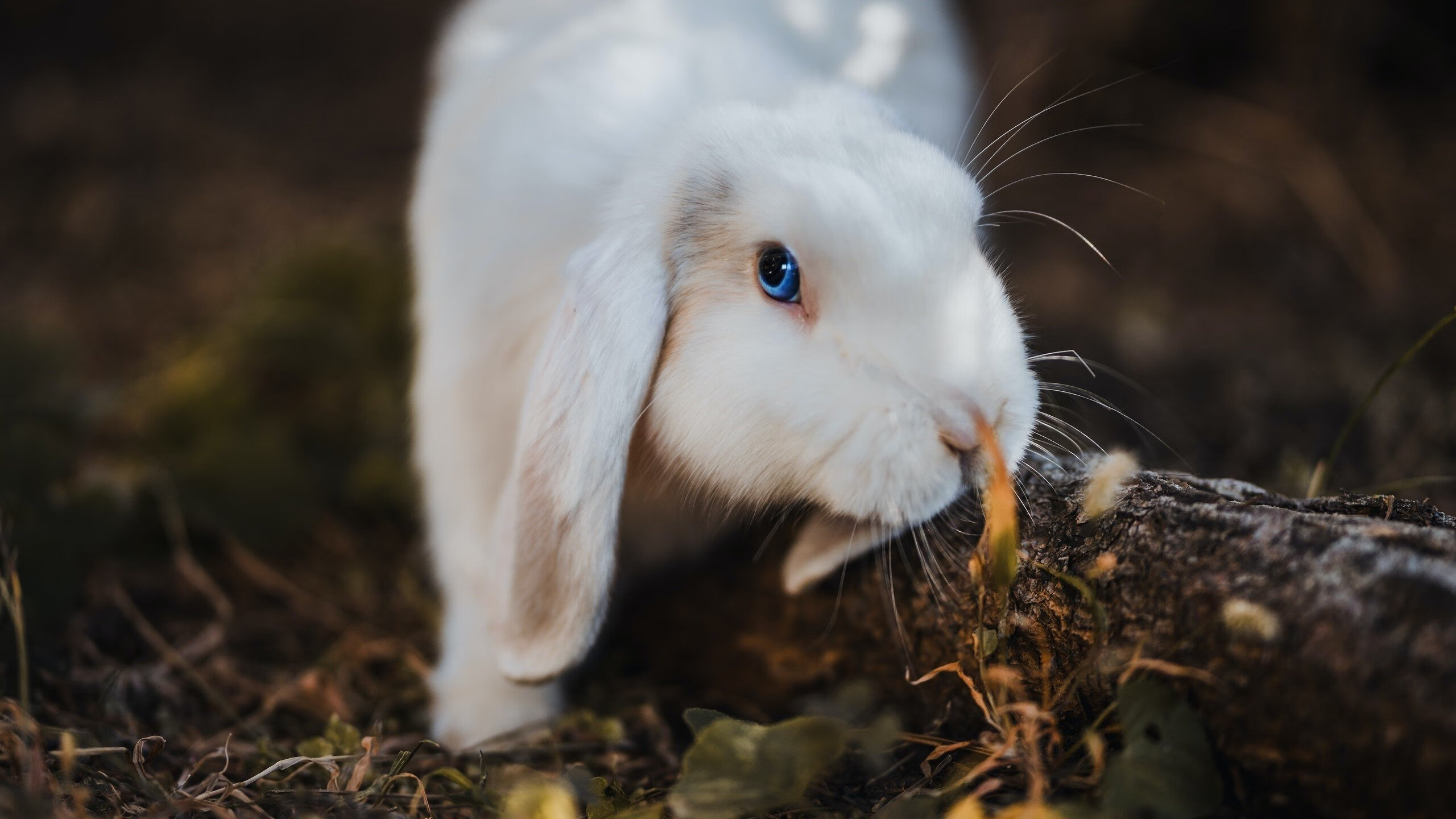欧文暴走演绎无解进攻美学，掘金苦战浙江仍陷神仙球绝望